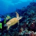 turtle_green_er_h_0705_png1053.jpg